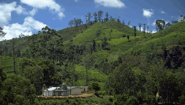 Teegarten in Sri Lanka