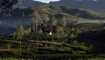 Teegarten am Morgen